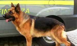 gdf cane