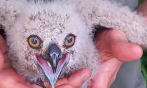 gufo reale pallavicino