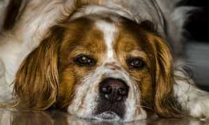 hot dog 2361133 640