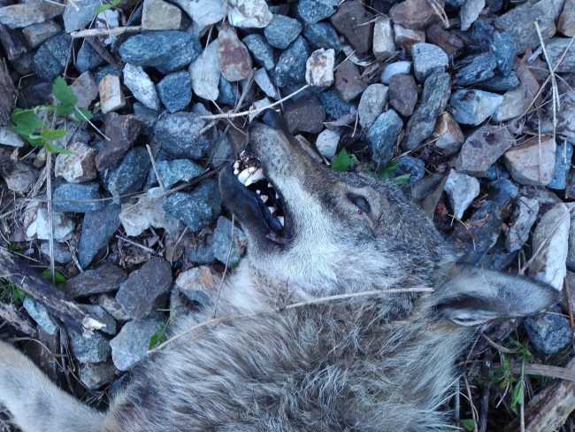 lupa lupo treno00001