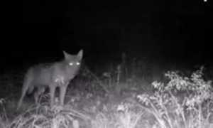 lupo ticino