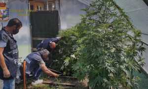 marijuana cambiasca due