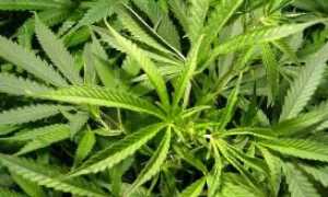 marijuana