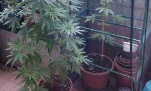 marijuana terrazzo