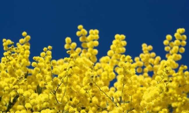 mimosa