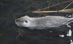 nutria