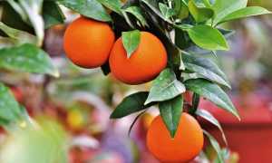 orange 3999581 640