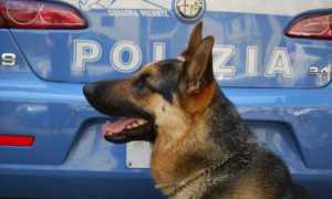 pol ca droga