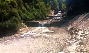 selva spessa