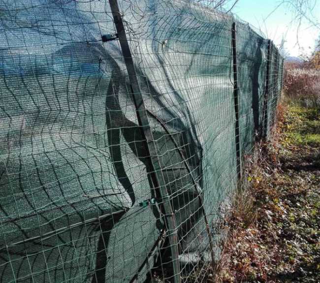 vandali rete canile casoni