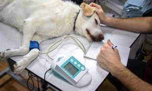veterinario gen