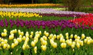 villa taranto tulipani