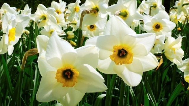 Fiori di narciso 1 1 e1509722738694 1280x720