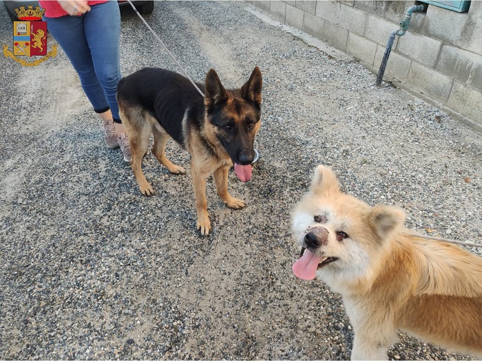 Nove cani abbaiano sotto casa, chiama i carabinieri