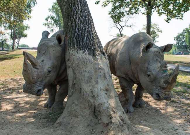 rinoceronte safari park