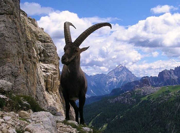 In Valle Antrona una serata dedicata allo stambecco delle Alpi