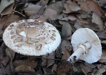 macrolepiota venenata