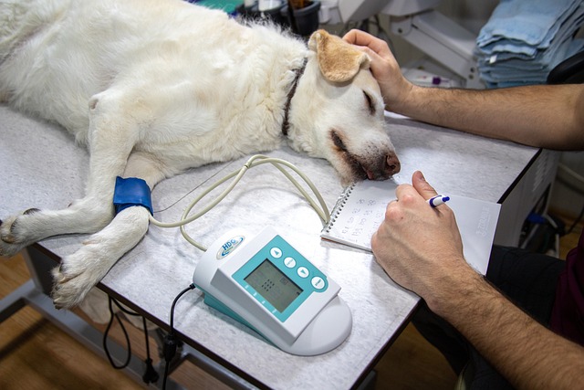 veterinario gen