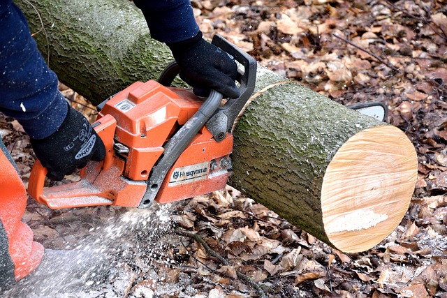 cutting wood 2146507 640