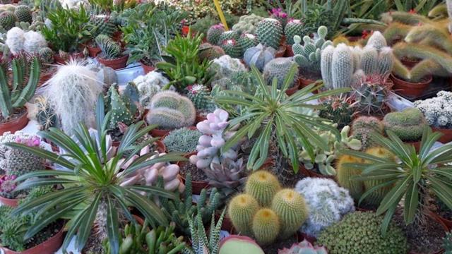 cactus folies verbania15