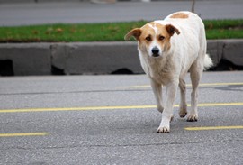 cane strada