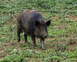 cinghiale generico