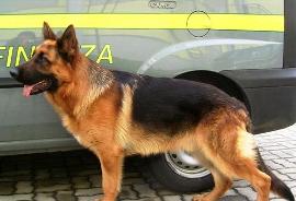 gdf cane
