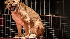 tigre circo