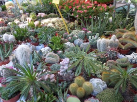 cactus folies