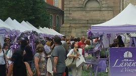lavanda festa vb