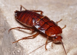 blatta generica