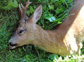 capriolo fondotoce