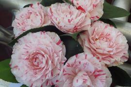 camelia vb 2016