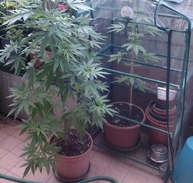marijuana terrazzo