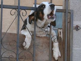 cane abbaia