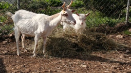 capre fattoria