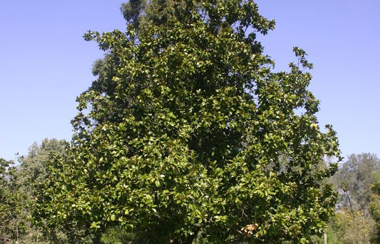 magn g flora