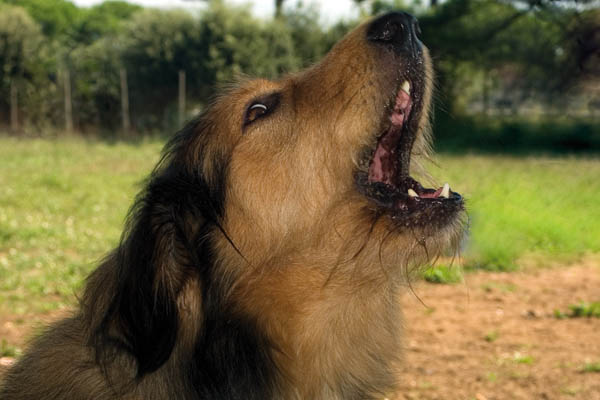 cane abbaia