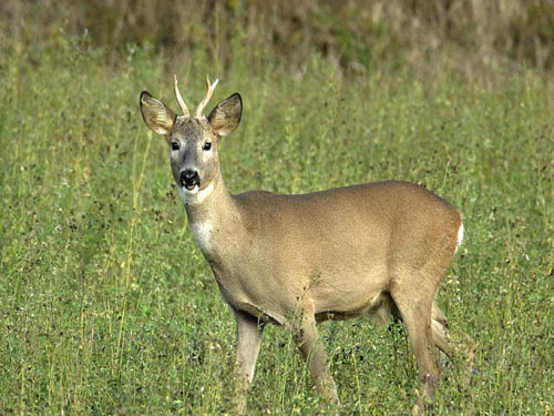 capriolo