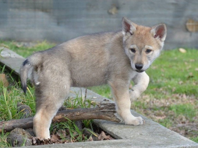 allevamento cuccioli cane lupo 02albadellupo
