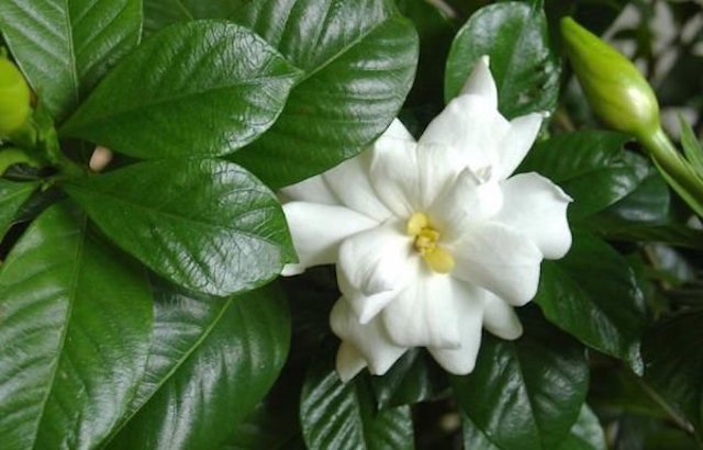 gardenia