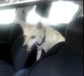 cane auto ago 15
