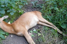 capriolo carcassa