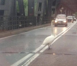 cigno ponte castelletto