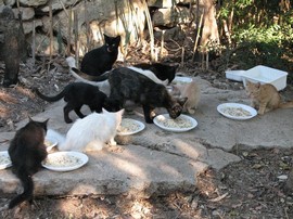 gatti randagi