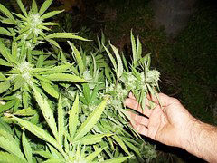 cannabis piantagione