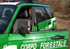 forestale generica