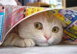 gatto maltrattato