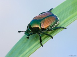 popilia japonica